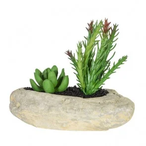 Кактус In Garden Кактус In Garden